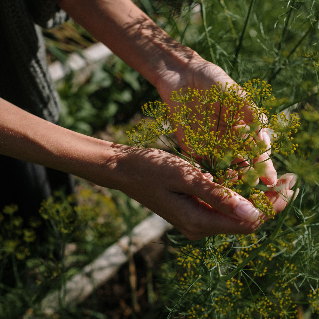 WLW Field Trip: Herb Walk with Eartha Matter (SEPTEMBER 12)