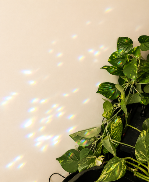 PLANTY SUN CATCHER STICK