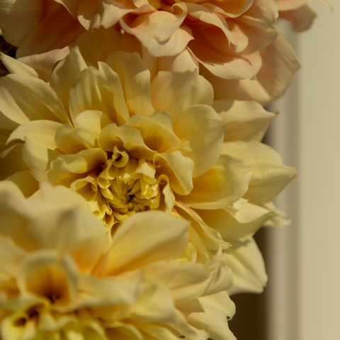 Honoring Womb Loss: An Afternoon Retreat (Sept 20)